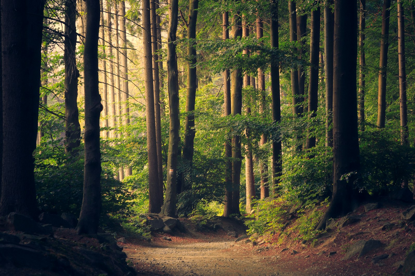 Forest canopy and natural light